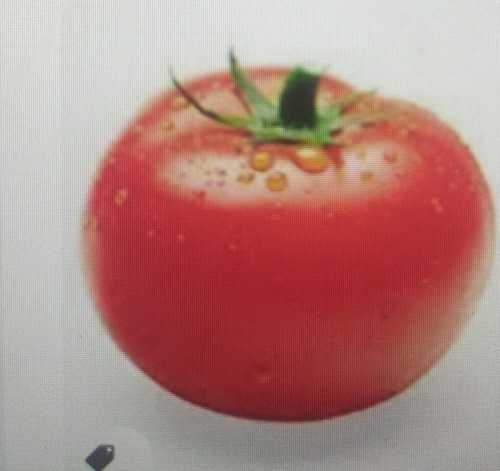 No Artificial Flavour Fresh Tomato