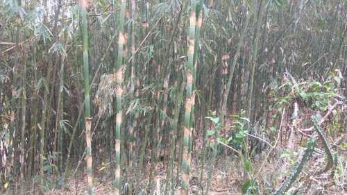 Wholesale Price Natural Green Bamboo