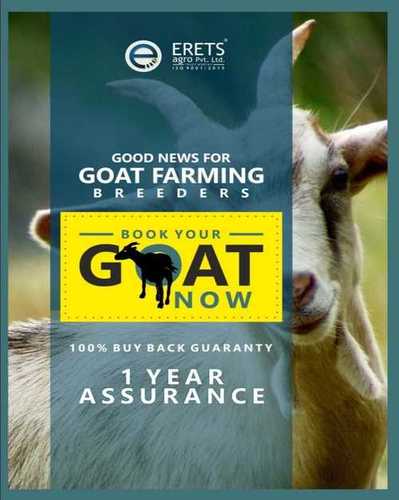 Goats For Farming By BAERU PRIVATE LIMITED