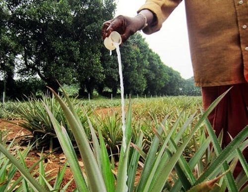 Herbal Medicine Flowering Hormone