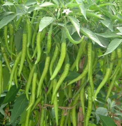 Export Quality Green Chilli Shelf Life: 100 Days