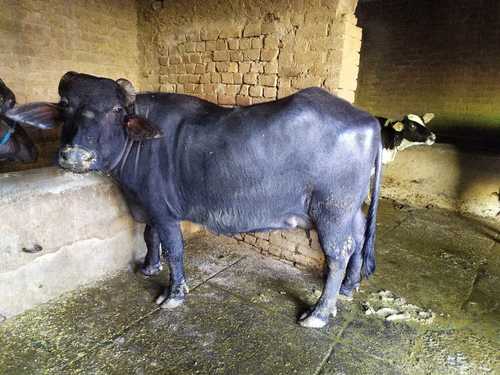 Female Black Murrah Buffalo