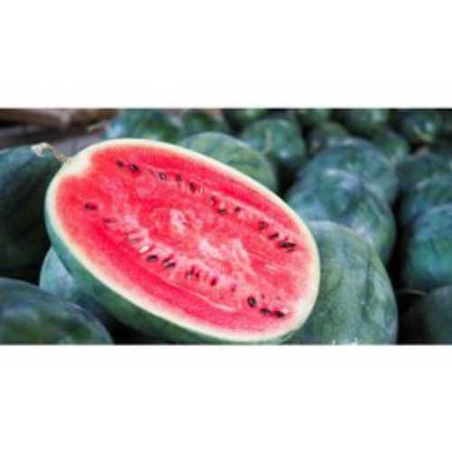 Green Fresh Sweet Water Melon