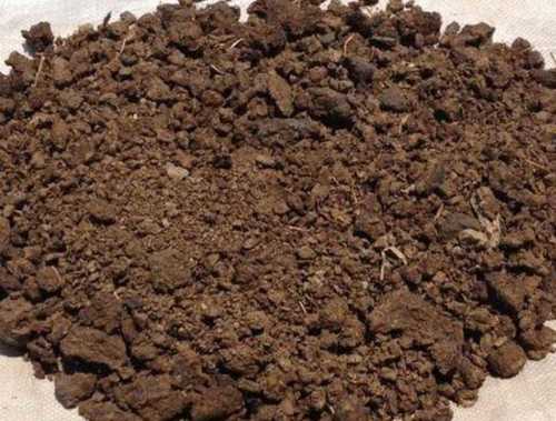 Confused at literal meaning, man consumes cow dung cake - Daijiworld.com