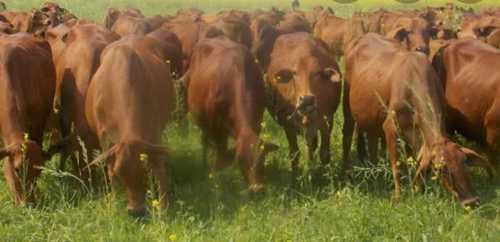 Indian Origin Red Sahiwal Cow