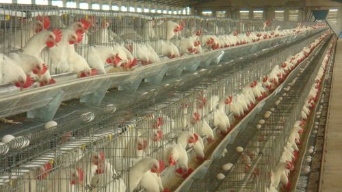 Weld Mesh Poultry Cage