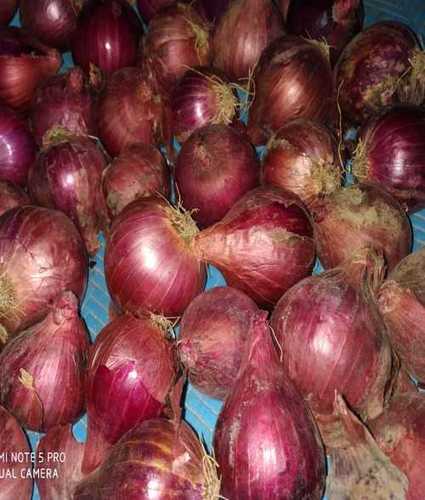 Export Quality Fresh Red Onion Moisture (%): 1