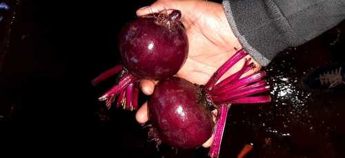 Natural Red Beet Root