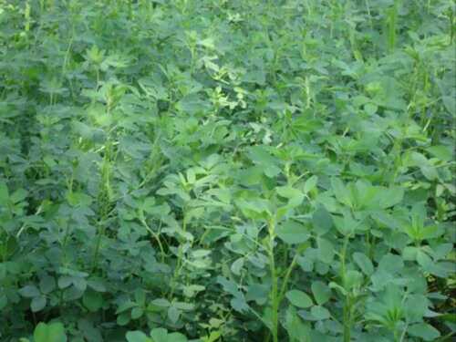 Hybrid Lucerne Grass Seed