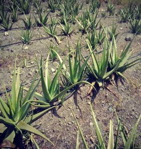 Natural Fresh Herbal Aloe Vera Plant
