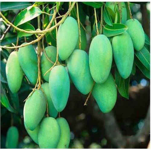 Banginapalli Mango Plant For Balcony Gardening