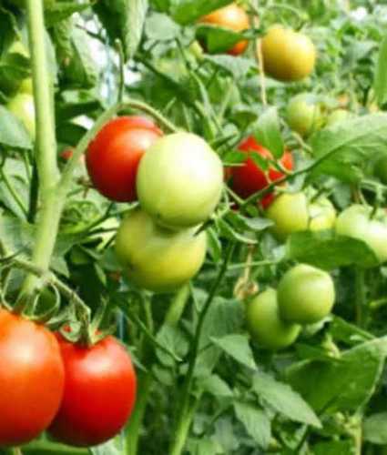 Export Quality Natural Fresh Tomato