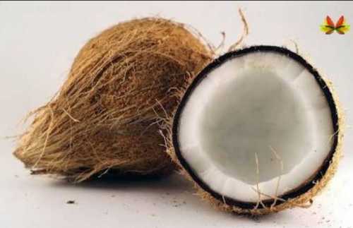  ताजा भूरा भूरी नारियल 