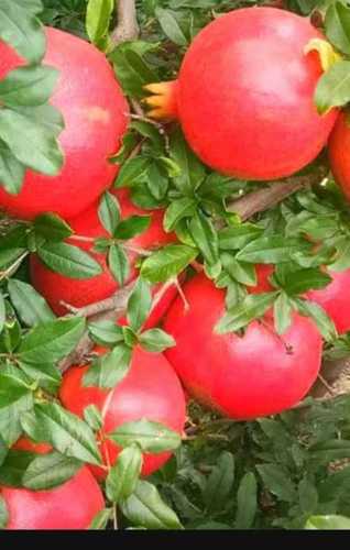 Hybrid Organic Solapur Red Pomegranate Plant