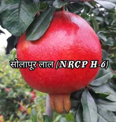 Solapur Red Pomegranate Fruit Plant