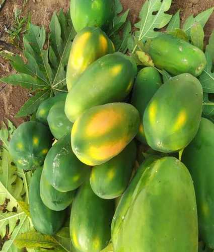 Greenish Yellow Fresh Green Papaya Fruit