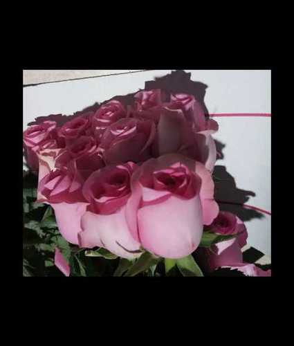 Loose Fresh Pink Rose Flower Size: Vary