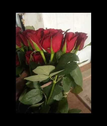 Loose Fresh Red Rose Flower Size: Vary