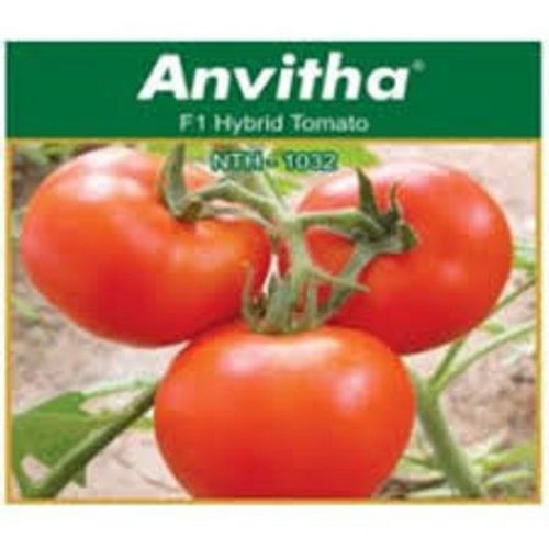 Anvitha F1 Hybrid Tomato
