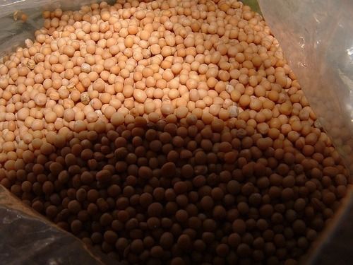 NYM 6001 Moti Gold Mustard Seeds