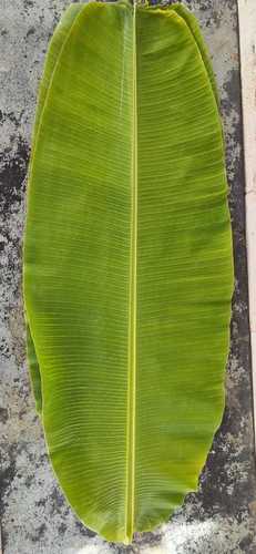 100% Natural Fresh Banana Leaf