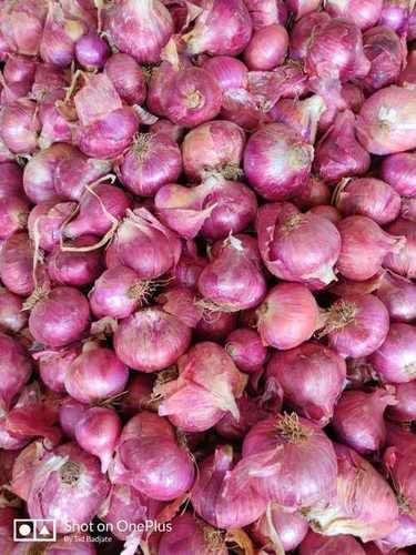 Fresh Red Onion For Cooking