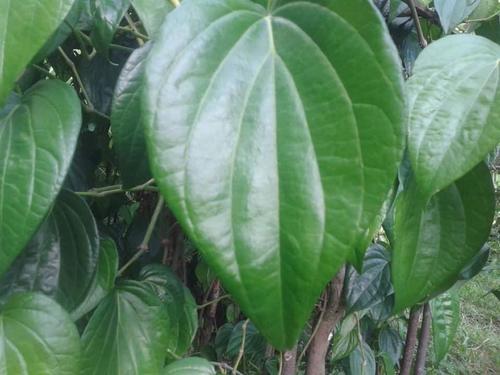 Natural Fresh Betel Leaves