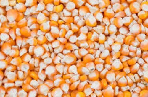 ऑर्गेनिक प्रीमियम ड्राइड येलो मक्का