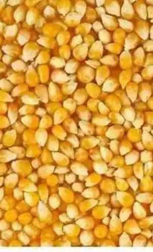 Natural Dried Maize Seed