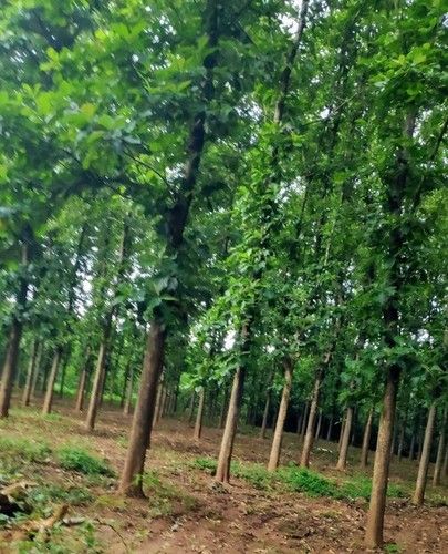 Tissue Cultured Teak (Tectona Grandis) Plants