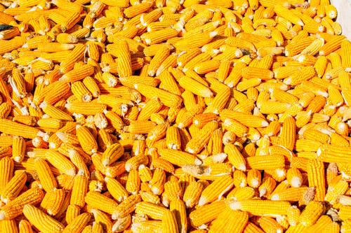 100% Natural Dried Corn