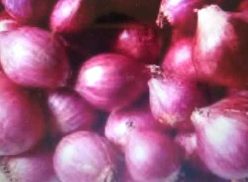 A Grade Fresh Red Onions