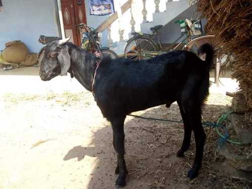 ब्लैक कंट्री ब्रीड पालतू बकरी 