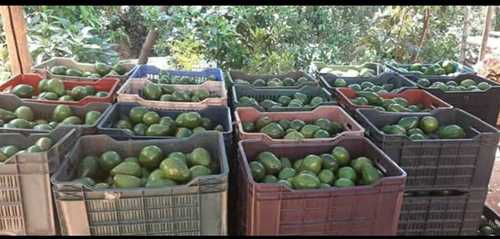  निर्यात गुणवत्ता वाले ताजे एवोकैडो फल