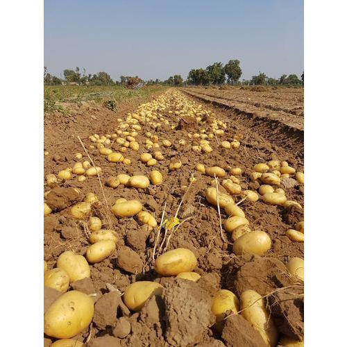 Natural Indian Origin Fresh Potato