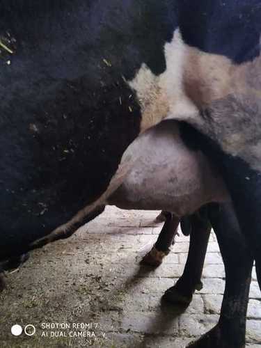 Disease Free HF Cow