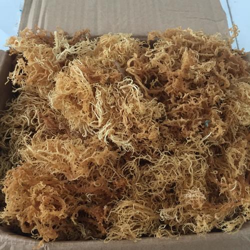 What Are The Benefits Of Golden Sea Moss aulainteractiva