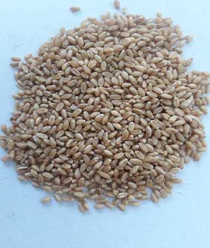 Whitish Organic Wheat