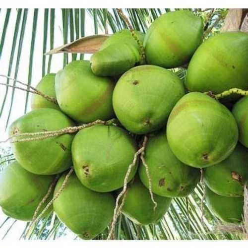 Common High Medicinal Value Green Coconut