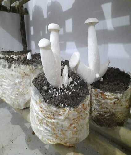 Organic Fresh Milky Mushroom Grade: Food