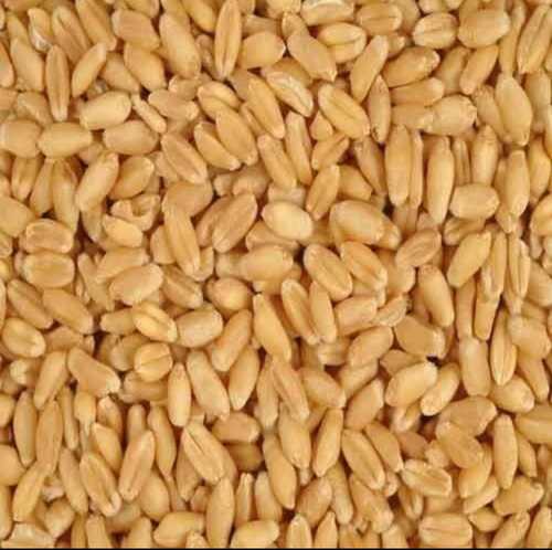 Whole Organic Wheat Grains