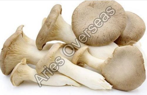 Creamy Farm Fresh Oyster Mushroom