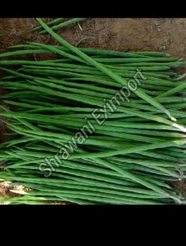 Fresh Green Drumsticks For Cooking Preserving Compound: Cool & Dry