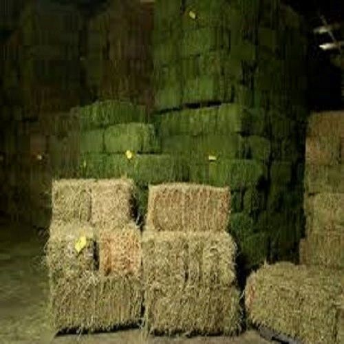 Top Quality Alfafa Hay for Horse Feed