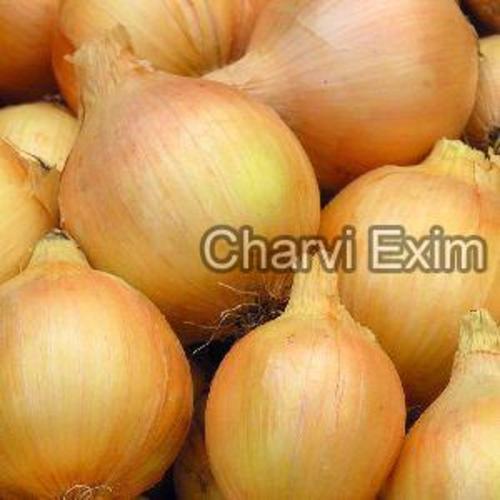 Fresh Yellow Onion for Cooking