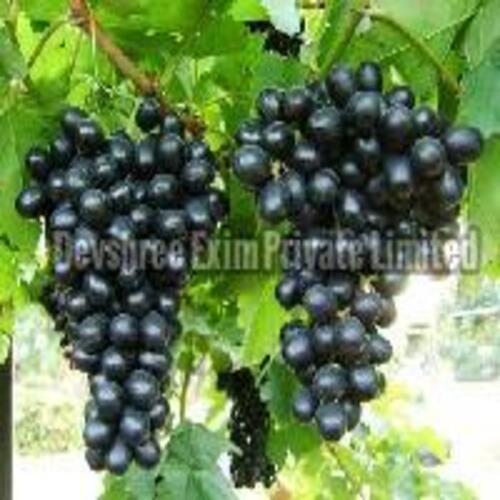 Fresh Black Grapes Fruits