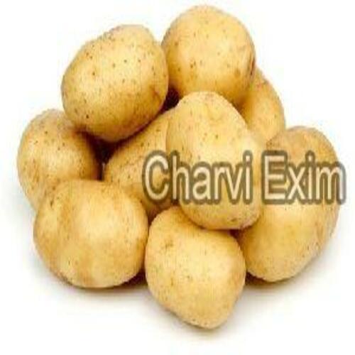 Fresh Natural Potato for Cooking