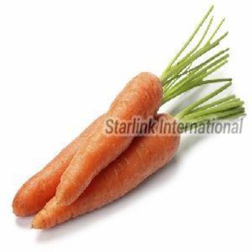 Fresh Organic Carrot For Food Preserving Compound: Cool And Dry Place