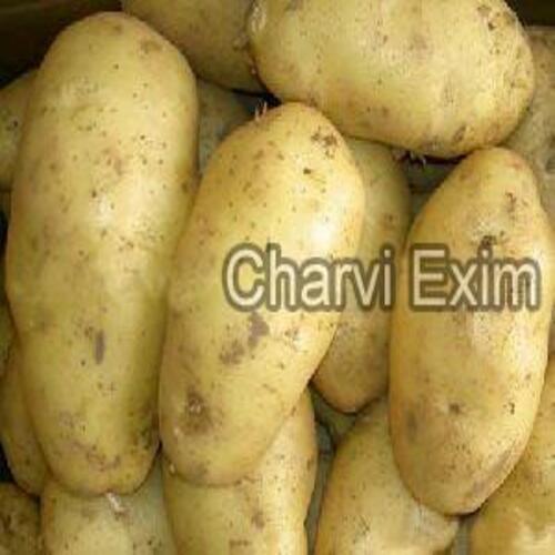 Fresh Organic Potato for Cooking