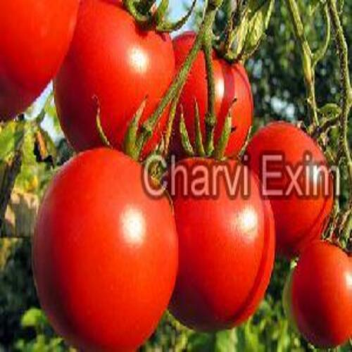 Fresh Organic Red Tomato Preserving Compound: Cool And Dry Place